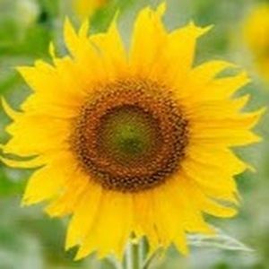 Meet your Posher, Rene